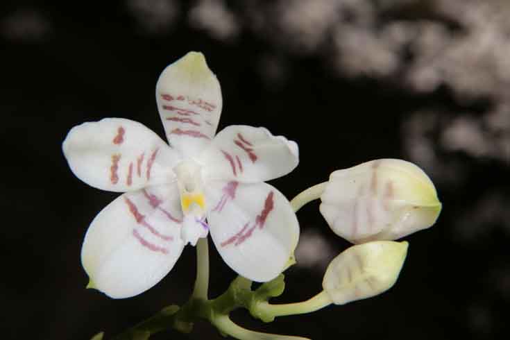 Phalaenopsis amboinensis x tetraspis P014a_b