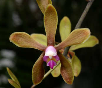 Phalaenopsis braceana 0023a_h
