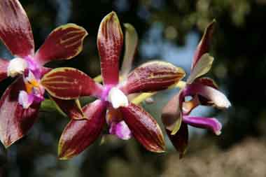 Phalaenopsis corningiana 0184d_h