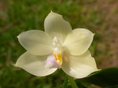 Phalaenopsis floresensis 0147a_h