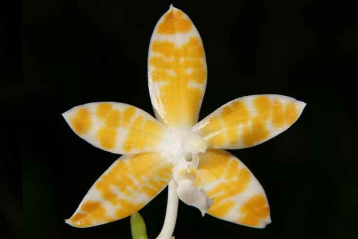 Phalaenopsis lueddemanniana var. ochracea 0074a_b
