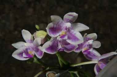 Phalaenopsis modesta 0164c_h